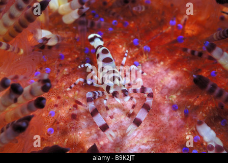 Coleman s Garnelen periclimenes colemani asthenosoma varium auf Fire urchin Lembeh Strait celebes Meer Nord Sulawesi Indonesien Stockfoto