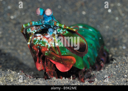 Peacock mantis Shrimp odontodactlus scyllarus Lembeh Strait celebes Meer Nord Sulawesi Indonesien Stockfoto