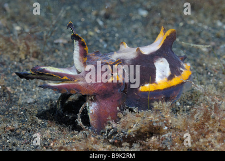 Metasepia pfefferi Pfeffers flamboyant Sepia Lembeh Strait celebes Meer Nord Sulawesi Indonesien Stockfoto