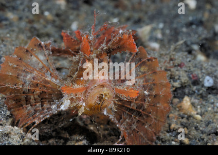 Ambon scorpionfish Pteroidichthys amboinensis Lembeh Strait celebes Meer Nord Sulawesi Indonesien Stockfoto