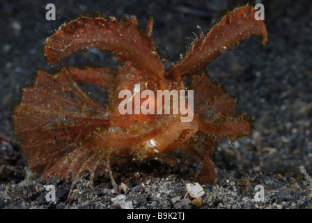 Ambon scorpionfish Pteroidichthys amboinensis Lembeh Strait celebes Meer Nord Sulawesi Indonesien Stockfoto