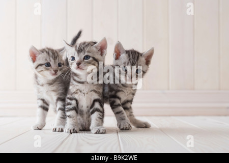 Drei amerikanische Kurzhaar spielen Stockfoto