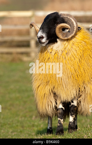 Hexham Typ Blackface Ram, Northumberland Stockfoto