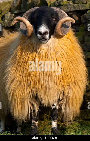 Hexham Typ Blackface Ram, Northumberland Stockfoto