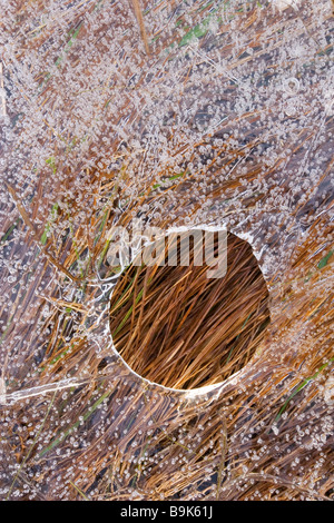 Rasen Sie durch ein Loch in das Eis Rannoch Moor, Highlands, Schottland sichtbar. Fotografiert im Dezember Stockfoto