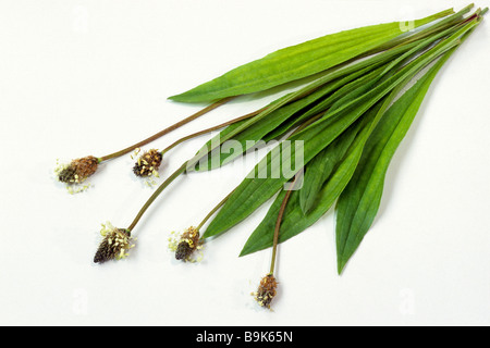 Englisch Wegerich, Spitzwegerich (Plantago Lanceolata), Blätter und Blumen, Studio Bild Stockfoto