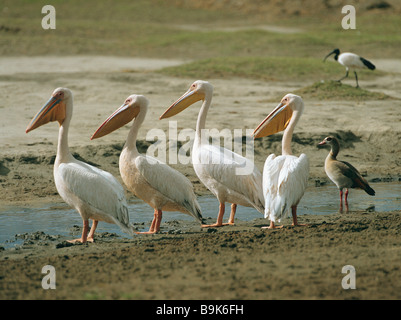 vier weiße Pelikane - stehend / Pelecanus Onocrotalus Stockfoto