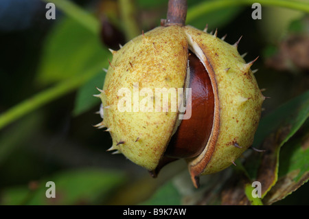 Rosskastanie (Aesculus Hippocastanum), Eröffnung Frucht auf einem Baum Stockfoto