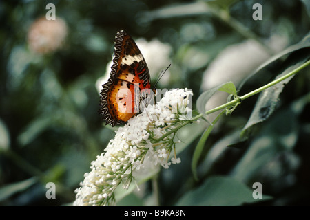 Malay Florfliege Cethosia Hypsea hypsina Stockfoto