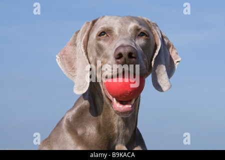 Weimaraner Hund mit Ball im Mund Stockfoto