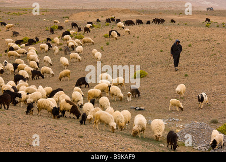 Großen Schafherde mit Berber Shepherd am Rande der Sahara-Wüste Marokko Stockfoto
