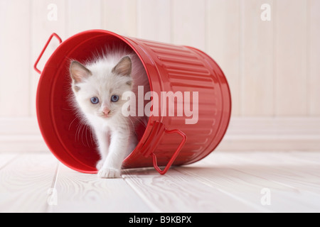 Ragdoll in einen Eimer Stockfoto
