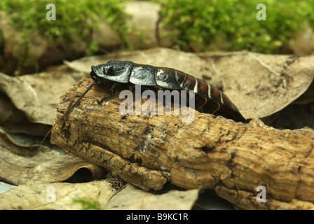 Madagassische zischende Kakerlake (Gromphadorhina Portentosa) Stockfoto