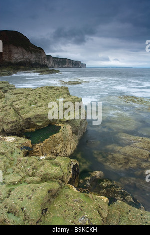 Eine stürmische Morgen an der Thornwick Bucht entlang der Küste in Richtung Bempton Cliffs an der Küste von Yorkshire suchen Stockfoto