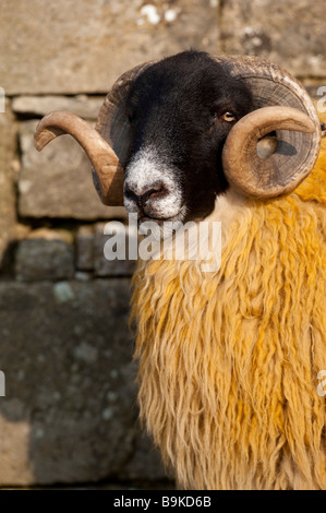 Hexham Typ Blackface Ram, Northumberland Stockfoto