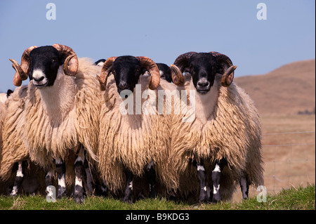 Hexham Typ Blackface Jährling Tups, Clennel, Northumberland Stockfoto