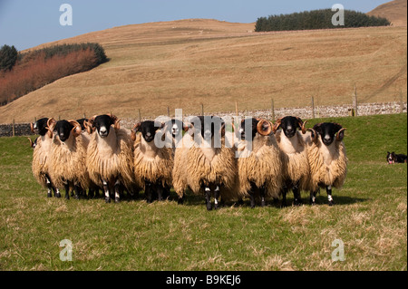 Hexham Typ Blackface Jährling Tups, Clennel, Northumberland Stockfoto