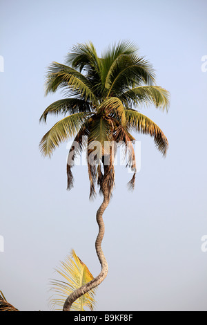 Indien Kerala Backwaters verdreht Kokospalme Stockfoto