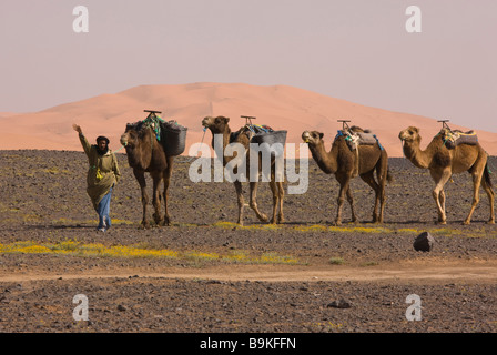 Kamel Zug Berber Kamel Herder mit seinen Kamelen in der Nähe von Merzouga marokkanische Sahara Wüste nach sehr nassen Winter Frühling 2009 Marokko Stockfoto