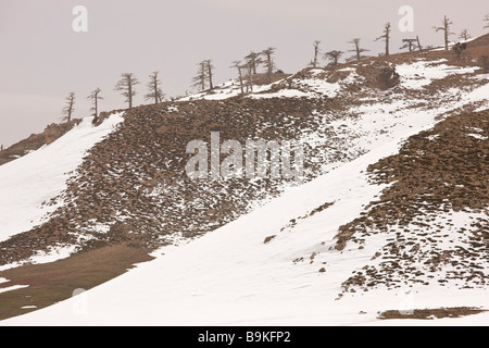 Degradierten Überbleibsel der Atlas-Zeder Wald Cedrus Atlantica im Winterschnee im mittleren Atlasgebirge in Marokko Stockfoto