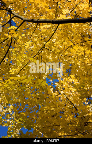 Acer Platanoides, Spitzahorn - Herbstfärbung UK Stockfoto