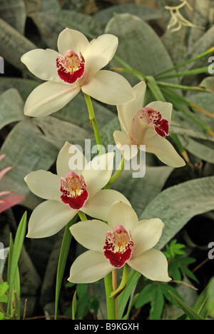 Cymbidium-hybride Stockfoto