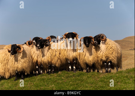 Hexham Typ Blackface Jährling Tups, Clennel, Northumberland Stockfoto