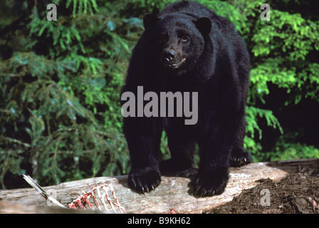 Schwarzer Bär (Ursus Americanus) roaming für Essen auf einer Müllkippe Stockfoto