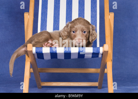 Weimaraner Hund - Welpe auf Liegestuhl liegend Stockfoto