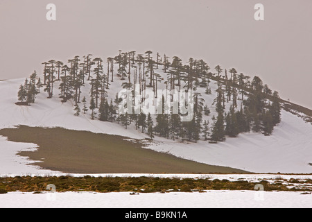 Degradierten Überbleibsel der Atlas-Zeder Wald Cedrus Atlantica im Winterschnee im mittleren Atlasgebirge in Marokko Stockfoto