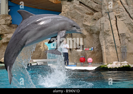 Delfinarium in einem Zoo in Duisburg, Deutschland Stockfoto