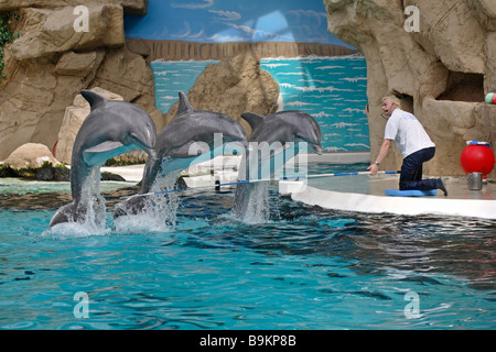 Delfinarium in einem Zoo in Duisburg, Deutschland Stockfoto