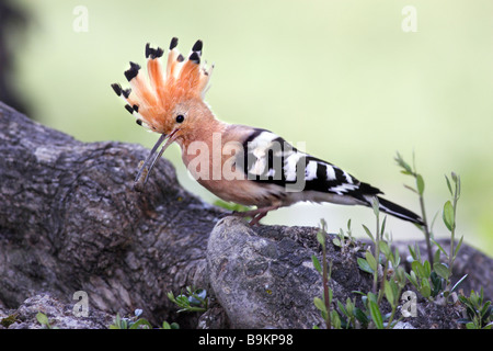 Wiedehopf (Upupa Epops) thront auf Zweig mit einer Raupe im Schnabel. Stockfoto