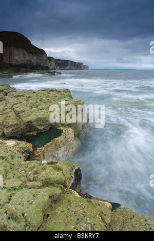 Eine stürmische Morgen an der Thornwick Bucht entlang der Küste in Richtung Bempton Cliffs an der Küste von Yorkshire suchen Stockfoto