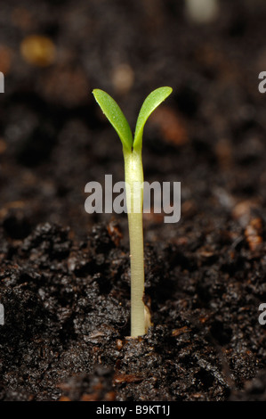 Rotklee Trifolium Pratense Sämling Pflanze Keimblätter nur Stockfoto