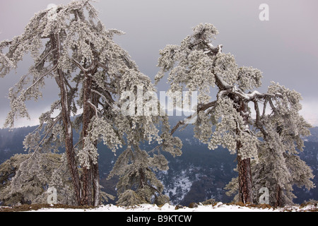 Alten Schwarzkiefer Wald Pinus Nigra Ssp Pallasiana in Schnee und Frost Nebel hoch in den Troodos Bergen griechischen Zypern Süd Stockfoto