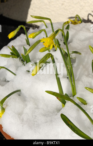 Narzissen Narzisse Tete ein Tete blühen im Garten-Container mit einer Bedeckung von Schnee Stockfoto