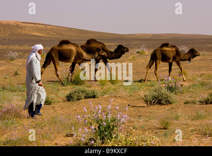 Kamel Zug Berber Kamel Herder mit seinen Kamelen in der Nähe von Merzouga marokkanische Sahara Wüste nach sehr nassen Winter Frühling 2009 Marokko Stockfoto