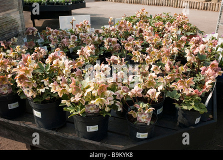 Masse der Helleborus Elfenbein Prinz Solitärpflanzen für Verkauf in ein Gartencenter im März Stockfoto