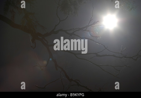 Toter Ast gegen einen gleißenden Sonne Stockfoto