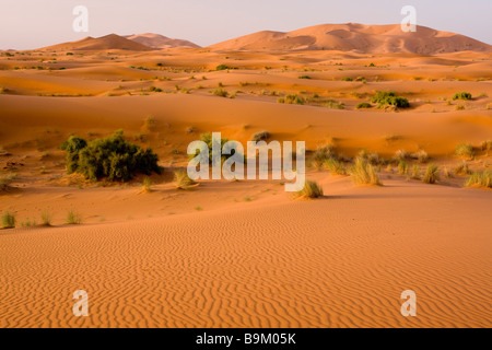 in den hohen Erg Chebbi Sanddünen marokkanische Sahara Wüste nach sehr nassen Winter Frühling 2009 Marokko Stockfoto