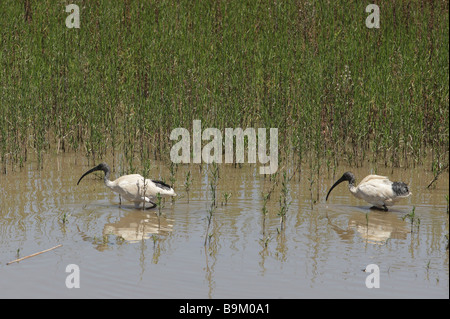 Zwei weiße Ibis im Wasser des gemeinsamen Verkauf Marsh in Gippsland, Victoria, Australien Stockfoto