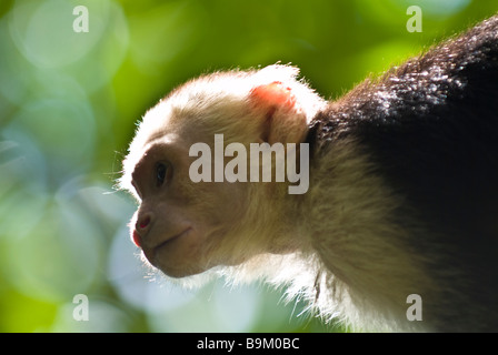 Die weißen konfrontiert oder Capuchin Affen von Costa Rica in einem Baum, Manuel Antonio Nationalpark, Costa Rica Stockfoto