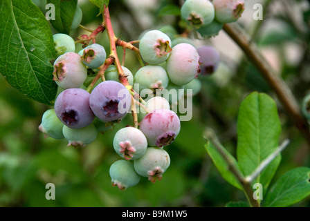 Stock Foto von Blaubeeren wachsen im Garten Stockfoto