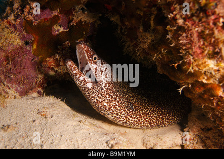 Sharptail Aal Myrichthys breviceps Stockfoto