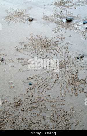 Kleine Kugeln aus Sand am Strand erstellt von Sand Krabben Graben von Löchern, bei Ebbe zu ernähren Stockfoto