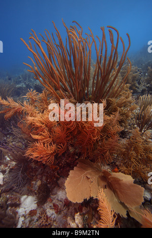 Kolonie von Weichkorallen einschließlich Meer Stangen und einem Gorgonien-Bonaire Stockfoto