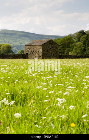 Traditionelle Steinscheune in der Ecke des sonnendurchfluteten Feldes der wilden Frühlingsblumen (Wildblumenwiese) - landschaftlich reizvolle hügelige Yorkshire Dales Countryside, England, Großbritannien. Stockfoto
