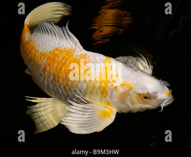 Weiße und gelbe Yamabuki Hariwake Butterfly Koi-Karpfen schwimmen im Teich in der Nacht Stockfoto