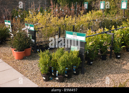 Reihen von Hedge-Verkauf in ein Gartencenter von Pflanzen im März Stockfoto